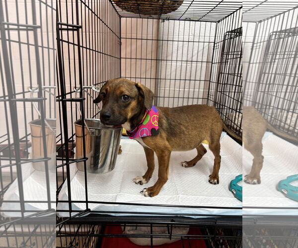 Medium Photo #1 Labbe Puppy For Sale in York, SC, USA