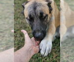 Small #9 Mutt