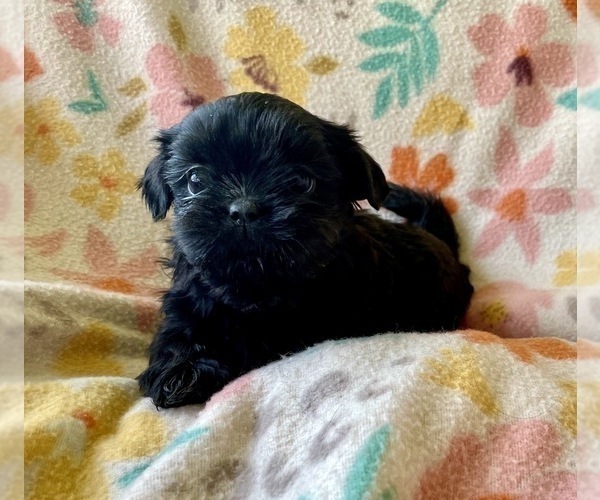 Medium Photo #4 Shih Tzu Puppy For Sale in DUFF, TN, USA