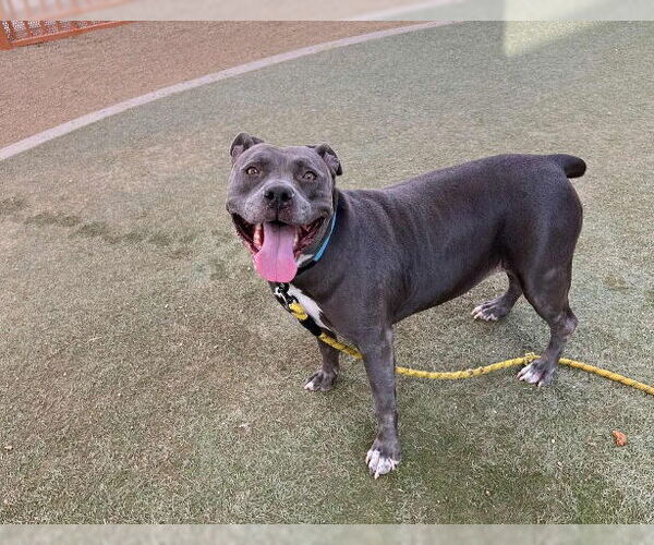 Medium Photo #2 American Pit Bull Terrier-Unknown Mix Puppy For Sale in Las Vegas, NV, USA
