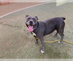 Small #1 American Pit Bull Terrier Mix