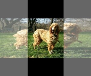 Father of the Labradoodle-Poodle (Standard) Mix puppies born on 03/26/2021