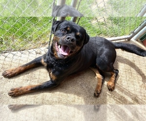 Father of the Rottweiler puppies born on 11/03/2022