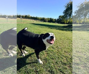 Border Collie-Unknown Mix Dogs for adoption in Germantown, OH, USA