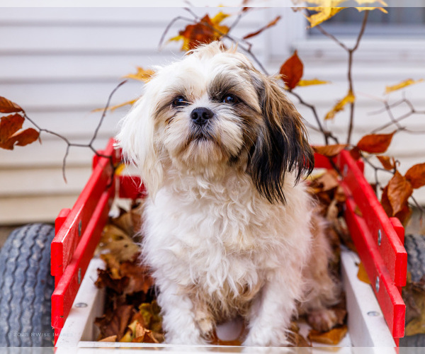 Medium Photo #1 Shih Tzu Puppy For Sale in WAKARUSA, IN, USA