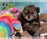 Puppy Annie Yorkshire Terrier