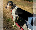 Small #2 Bluetick Coonhound