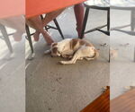 Small #5 American Bulldog Mix