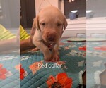 Image preview for Ad Listing. Nickname: Red collar