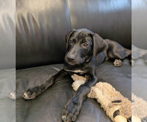 Mutt Dogs for adoption in Cliffwood, NJ, USA