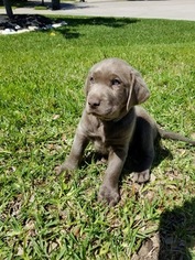 Labrador Retriever Puppy for sale in RICHMOND, TX, USA