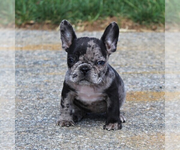 Medium Photo #1 Faux Frenchbo Bulldog Puppy For Sale in GORDONVILLE, PA, USA