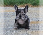 Small Photo #1 Faux Frenchbo Bulldog Puppy For Sale in GORDONVILLE, PA, USA