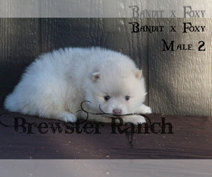 Pomsky Puppy for sale in TIMPSON, TX, USA