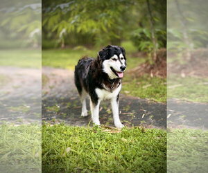 Goberian Dogs for adoption in Valrico, FL, USA