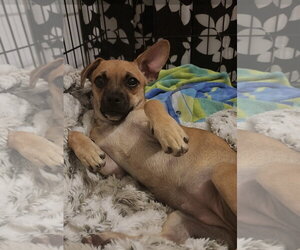 PIP #2 - Female Chiweenie Dog for Adoption - Photo #5