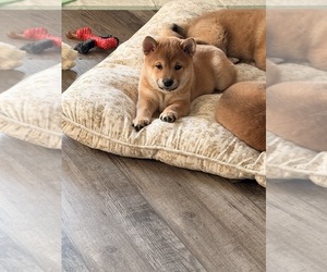 Medium Shiba Inu