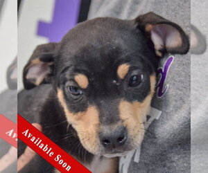 Jack Russell Terrier-Unknown Mix Dogs for adoption in Huntley, IL, USA