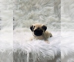 Small Photo #3 Pug Puppy For Sale in NEW WINDSOR, NY, USA