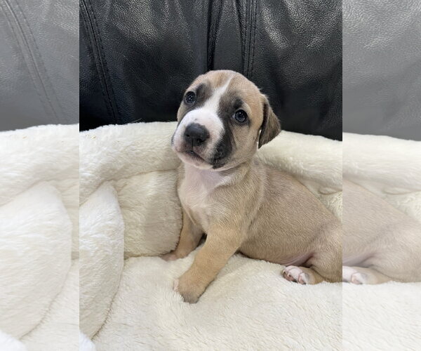Medium Photo #21 Mutt Puppy For Sale in Derwood, MD, USA