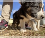 Small Photo #20 Australian Shepherd Puppy For Sale in LUBBOCK, TX, USA