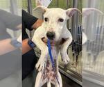 Small Mutt