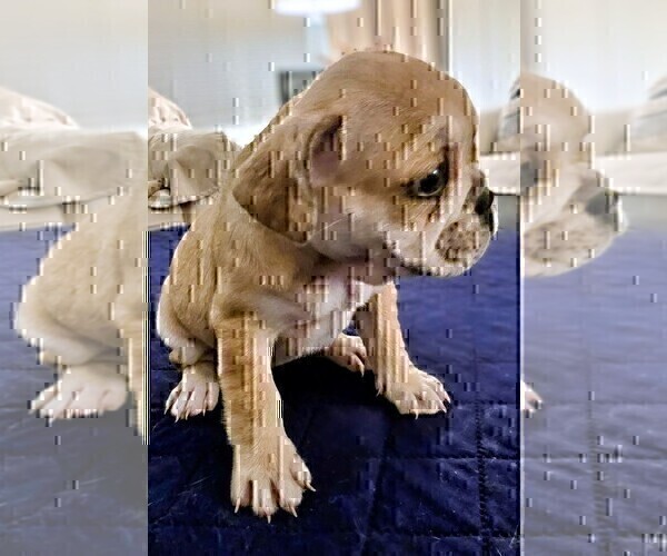 Medium Photo #4 French Bulldog Puppy For Sale in CHINO HILLS, CA, USA