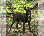 Small Labrador Retriever Mix