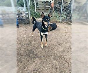Australian Kelpie Dogs for adoption in Dana Point, CA, USA
