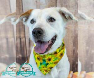 Colonial Cocker Spaniel-Unknown Mix Dogs for adoption in Kennesaw, GA, USA