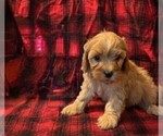 Puppy Puppy 4 Cavapoo (Toy)