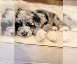 Small #1 Aussiedoodle-Goldendoodle Mix