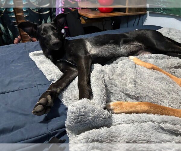 Medium Photo #3 Border Collie-Unknown Mix Puppy For Sale in Salt Lake City, UT, USA