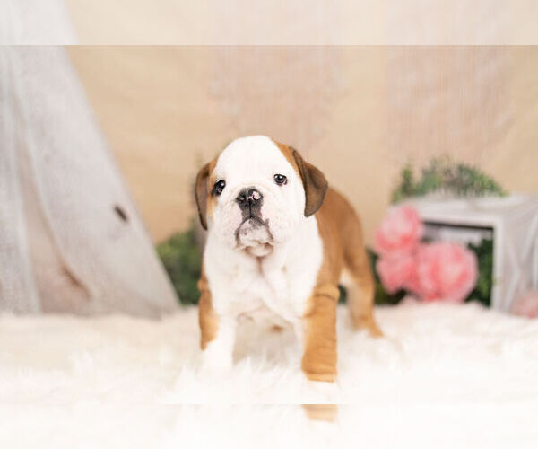Medium Photo #5 English Bulldog Puppy For Sale in WARSAW, IN, USA