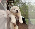 Small #1 Great Pyrenees