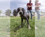 Small #16 Bluetick Coonhound Mix