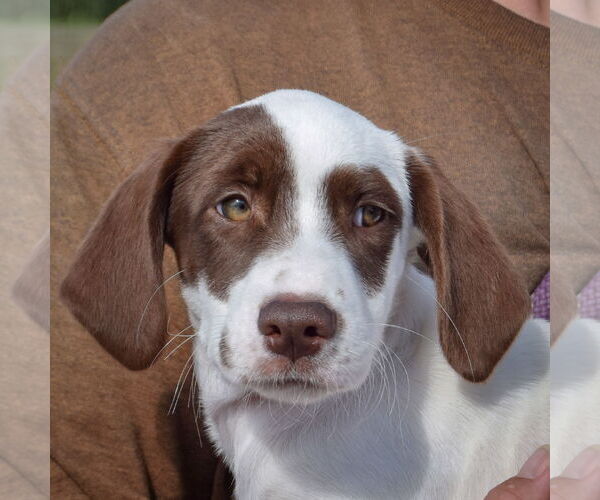Medium Photo #1 Borador Puppy For Sale in Huntley, IL, USA