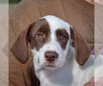 Small Borador