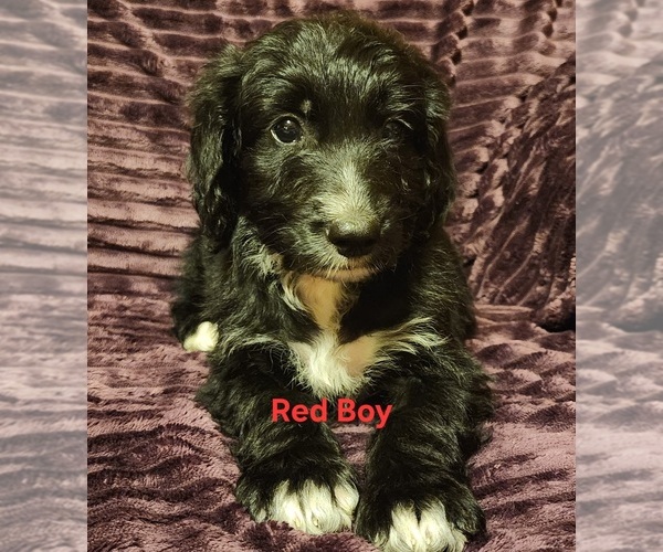 Medium Photo #4 Bernedoodle Puppy For Sale in EVERETT, PA, USA