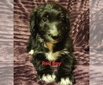 Puppy Red Boy Bernedoodle