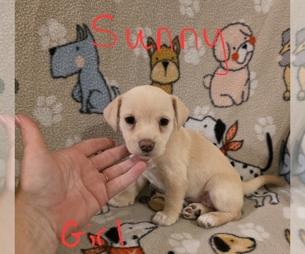 Medium Photo #23 Chizer Puppy For Sale in MONTEZUMA, GA, USA
