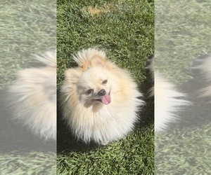 Mother of the Pomeranian puppies born on 07/24/2026
