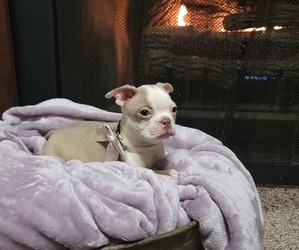 Boston Terrier Puppy for sale in MINERAL WELLS, WV, USA