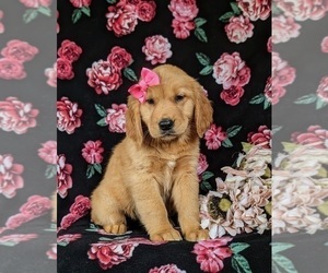 Golden Retriever Puppy for sale in QUARRYVILLE, PA, USA
