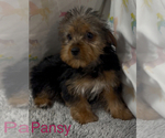 Small #1 Yorkshire Terrier