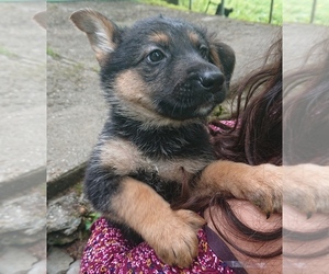 German Shepherd Dog Puppy for sale in CHARLEMONT, MA, USA