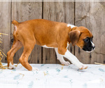 Small #5 Boxer