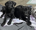 Small #3 Great Dane