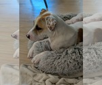 Small #2 Pointer-Staffordshire Bull Terrier Mix