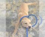 Small #14 Labrador Retriever Mix